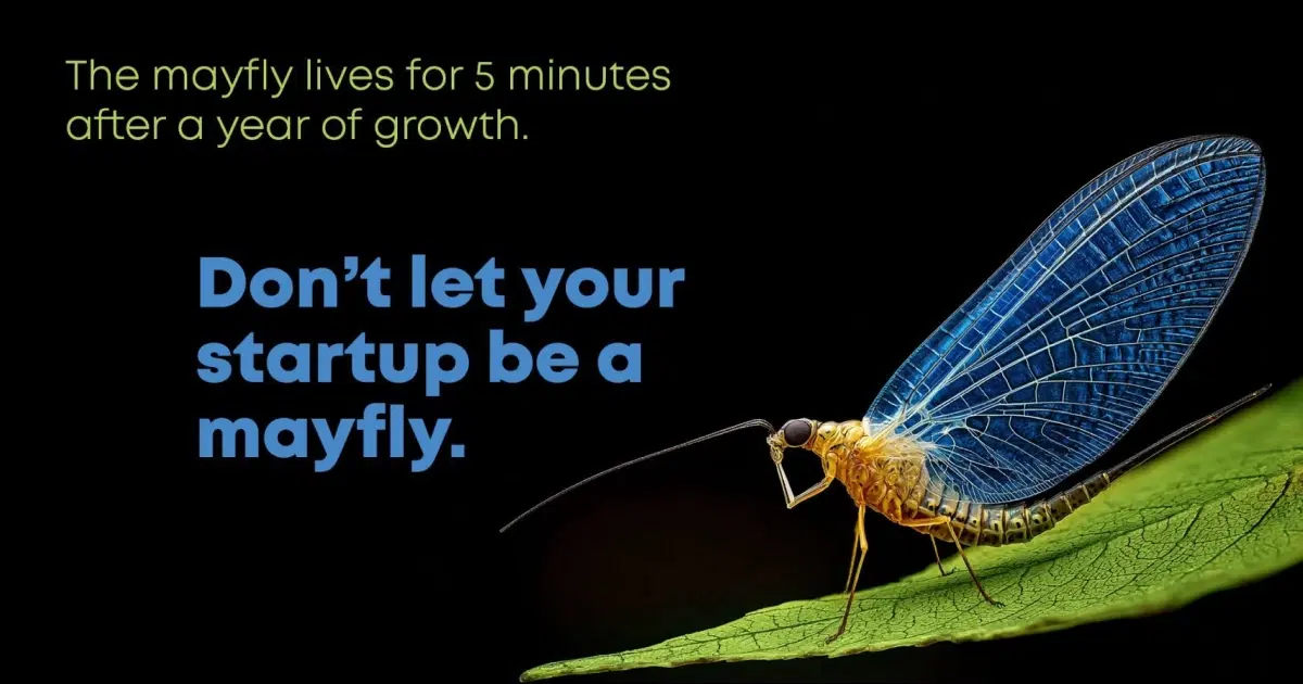 dont let your startup be a mayfly